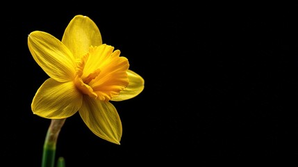   Yellow Daffodil on Black Background - Green Stem in Foreground