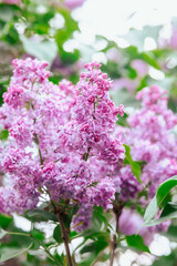 Vibrant lilac flowers bloom in a garden during late spring