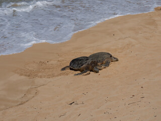 Obraz premium Retuning from the ocean, a couple of Hawaiian green sea turtles on the sands of Ho'okipa beach, Maui, Hawaii, USA
