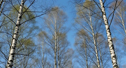 Birch Trees with Spring Sky, and Forest.
