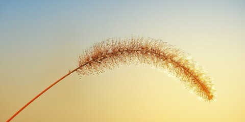 Obraz premium Dew-Kissed Foxtail Grass Against Gradient Sunset Sky 4K