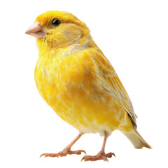 Bright yellow canary standing on a white background showcasing its vibrant feathers and curious expression isolated on transparent background