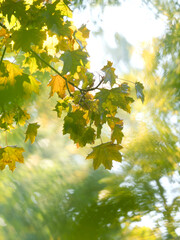 Natur im Herbst in weichen Farben softer Hintergrund im Gegenlicht 