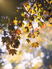 Natur im Herbst in weichen Farben softer Hintergrund im Gegenlicht 