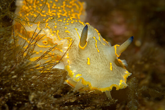 Close-up of the giant Mediterranean Nudibranch Felimare picta (Giant Doris) with bright yellow patterns