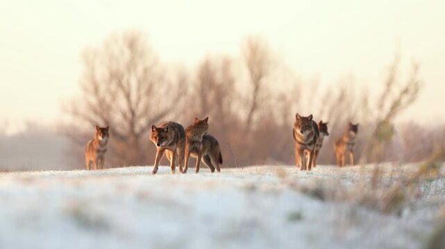 a pack of jackals in the snow