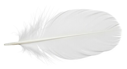 Fototapeta premium Close-up of a single white feather with detailed texture and soft edges