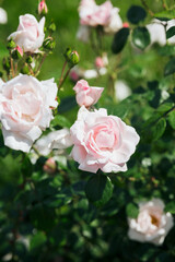 Fototapeta premium Beautiful pink roses blooming in a vibrant garden during springtime