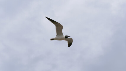 Black-headed Seagull in full flight over the Mississippi River in New Orleans, Louisiana, USA