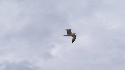 White Seagull soaring against the cloudy sky above the Mississippi River in New Orleans, Louisiana, USA