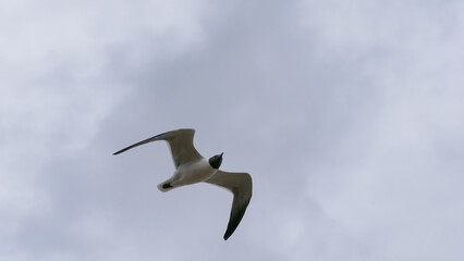 Close-up photo of a single Gull with a dark head flying above the Mississippi River in New Orleans, Louisiana, USA