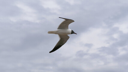 Close-up photo of a Seagull in flight over the Mississippi River in New Orleans, Louisiana, USA