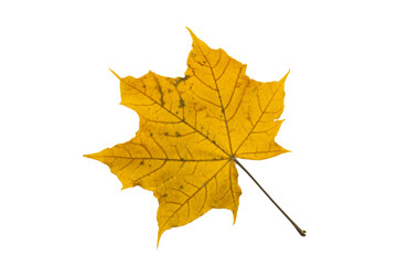 Isolated orange autumn leaf on white background, natural seasonal foliage and botanical design concept