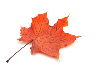 Isolated red autumn leaf on white background, natural seasonal foliage and botanical design concept