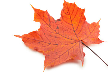 Isolated red autumn leaf on white background, natural seasonal foliage and botanical design concept