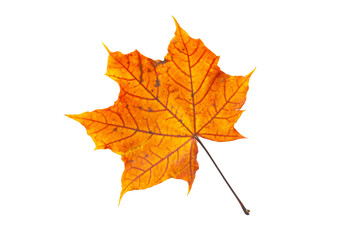 Isolated orange autumn leaf on white background, natural seasonal foliage and botanical design concept