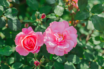 Fototapeta premium Vibrant pink roses blooming in a garden during sunny spring day