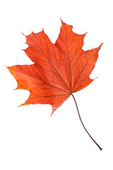 Isolated red autumn leaf on white background, natural seasonal foliage and botanical design concept