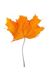 Isolated orange autumn leaf on white background, natural seasonal foliage and botanical design concept