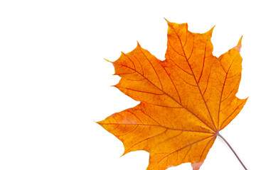 Isolated orange autumn leaf on white background, natural seasonal foliage and botanical design concept