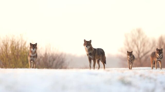 jackals in the snow in the wild