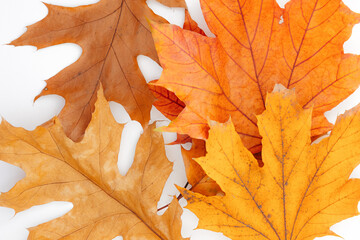 Autumn leaves on white background, seasonal nature concept with fall colors and natural decoration theme