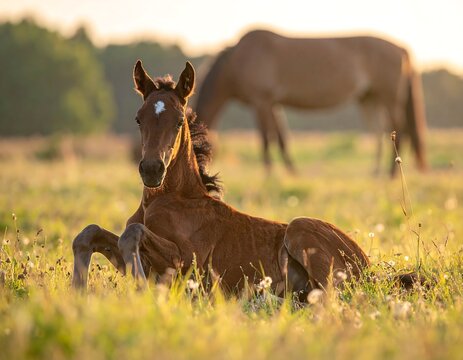 A foal resting in a sunlit field with a blurred horse behind
