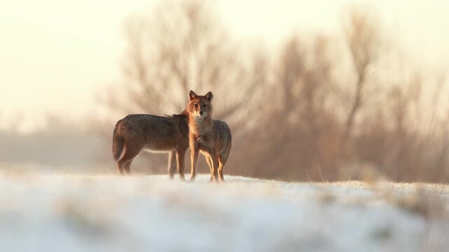 jackals in the snow in the wild