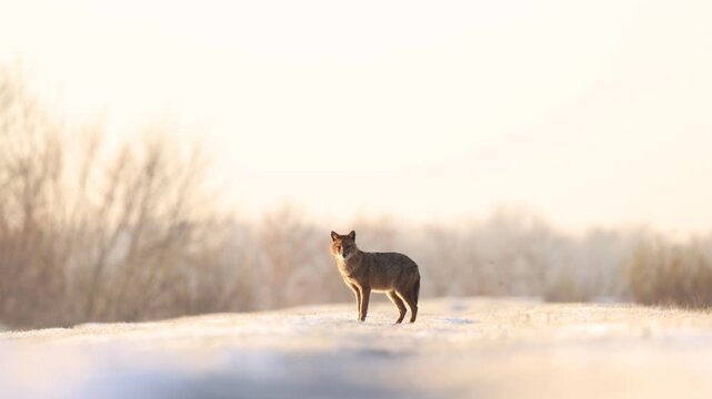young jackal in the snow