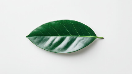Glossy green leaf on white background with clear vein texture and soft shadow conveying natural simplicity and fresh botanical calmness