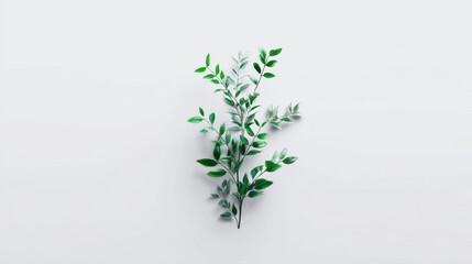 Fresh green branch with delicate leaves on clean white background, minimalist botanical composition conveying calm and natural elegance