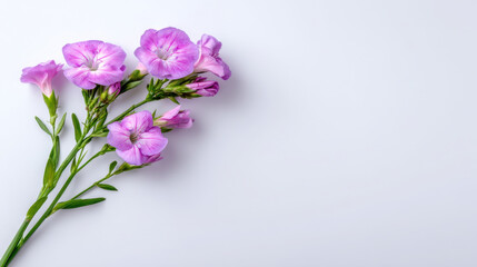 Pink phlox flower stem on white background, delicate petals and green leaves arranged diagonally with soft lighting and minimal negative space, evoking calm and simple natural elegance