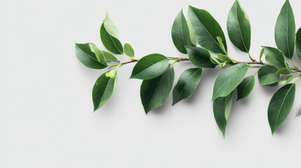 Fresh green leaf branch minimalist white background natural foliage botanical twig plant leaf branch greenery organic nature calm composition