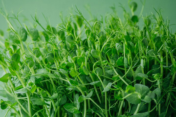 Closeup of fresh green pea sprouts on green background