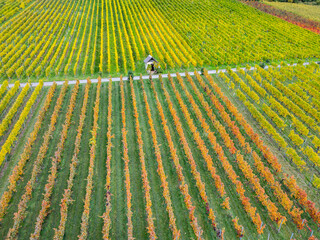 Weinreben im herbstlichen Weingut