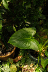 Alocasia macrorrhizos leaf detail in greenhouse for concepts of botanical beauty, exotic growth and nature aesthetics