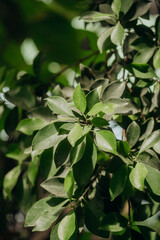 Ficus benjamina glossy foliage close-up for concepts of houseplant beauty and air purification