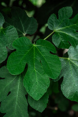 Ficus carica fig leaf close-up for concepts of botany, leaf texture and food plant identification