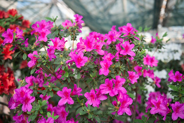 Blooming Azalea Flowers in a Greenhouse