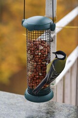 Colorful great tits feeding on nuts from a bird feeder attached to a balcony railing. © Gosia