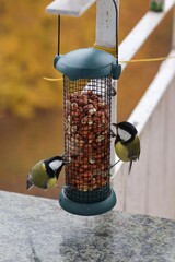 Colorful great tits feeding on nuts from a bird feeder attached to a balcony railing. © Gosia
