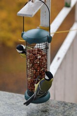 Colorful great tits feeding on nuts from a bird feeder attached to a balcony railing. © Gosia