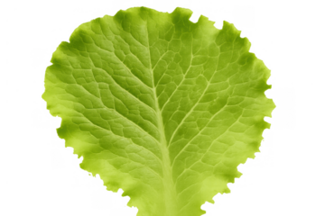 Fresh green crisp salad leaf, natural organic health food ingredient, healthy eating, transparent background