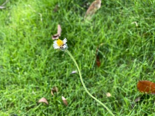 A yellow grass flower against the green grass in the background.
