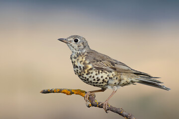 Mistle Thrush standing on a branch