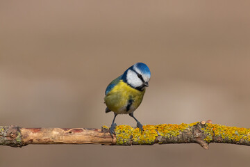 Eurasian Blue Tit standing on a lichen branch