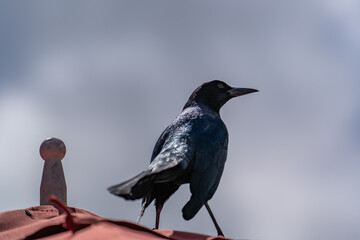 Blackbird perched on red roof against cloudy sky