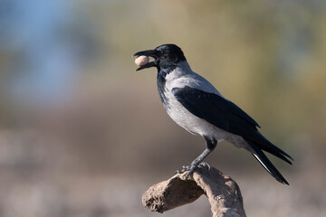 Close up of a hooded crow with walnut on its beak. Grey and black feathers. Blurred background. Copy space. Corvus cornix.