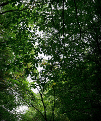 Dense Green Tree Canopy Texture Against Sky, Looking Upwards