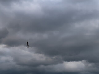 seagull in the sky